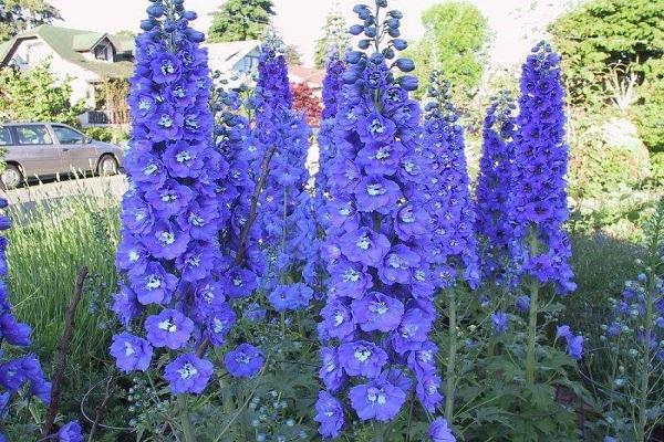 delphinium zralé 