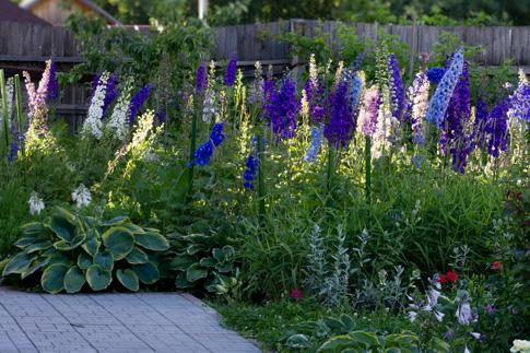 delphinium Nový Zéland