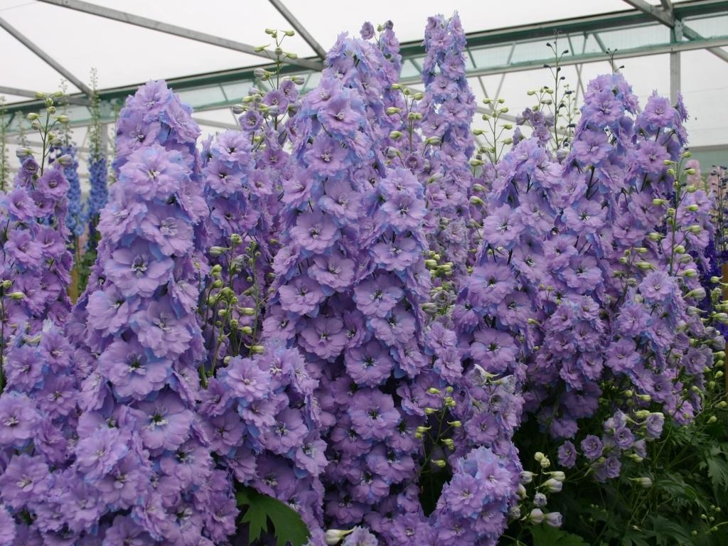 delphinium Nový Zéland