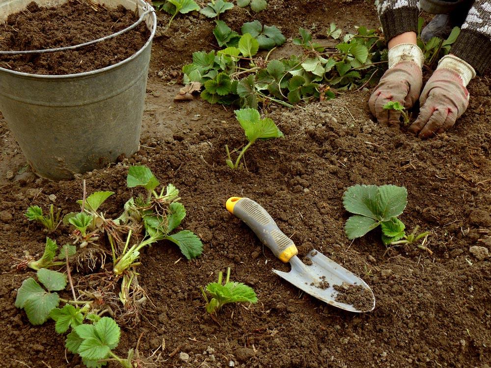 plantando fresas