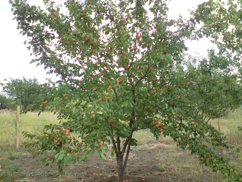 meruňkový strom