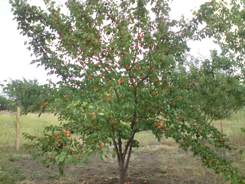 Aprikosenbaum