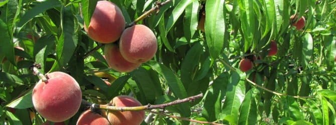 crescendo pêssego do caroço