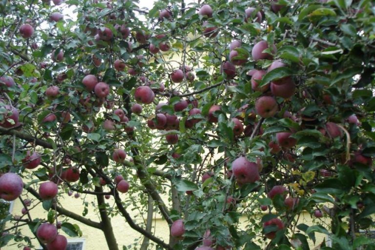 odrůda jablek pinova
