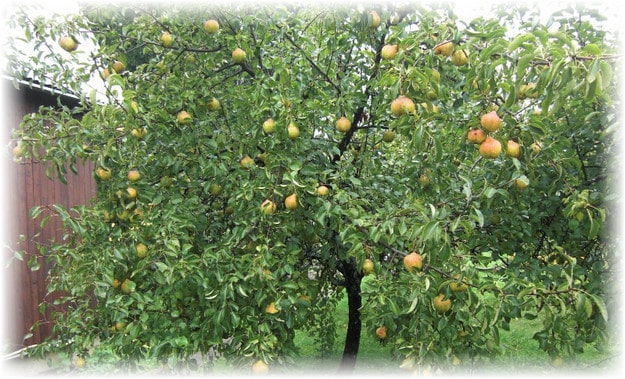 pear in memory of Yakovlev