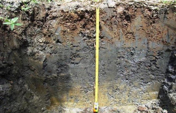 soils are acidic 