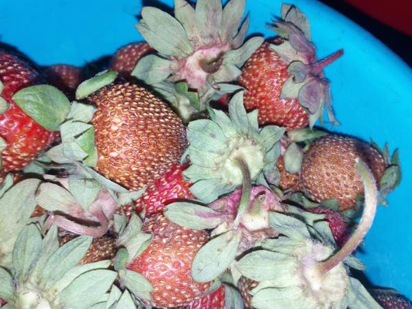 strawberi sedang kering