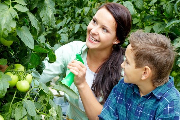 Vrouw spuiten tomatenbladeren