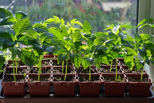 healthy seedlings