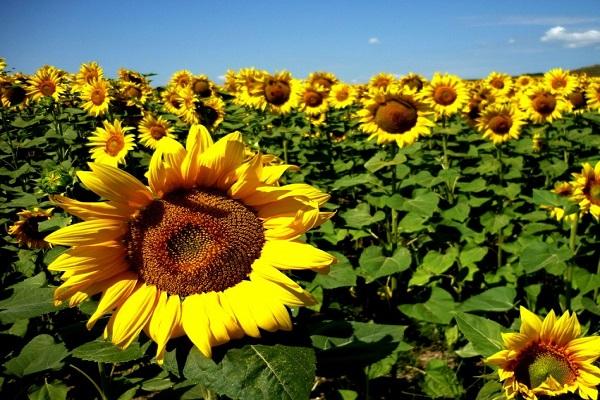 Sonnenblume auf dem Feld 