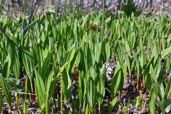 wild onion