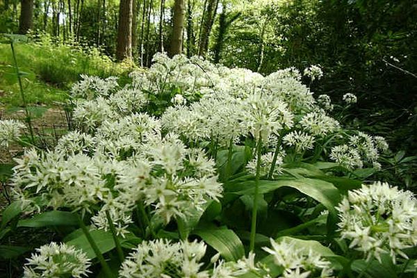 onion in the forest