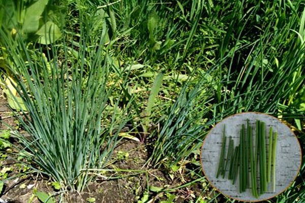 onion wild garlic