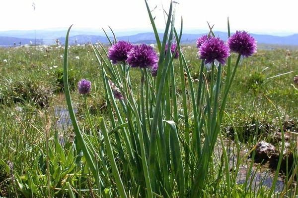 fragrant onion