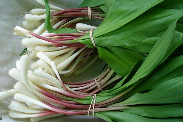 onions in bunches