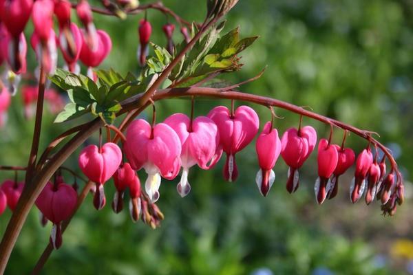 dicentra floreciente 