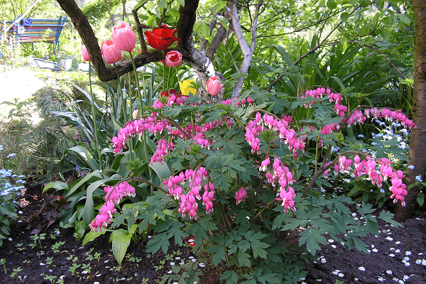 dicentra care