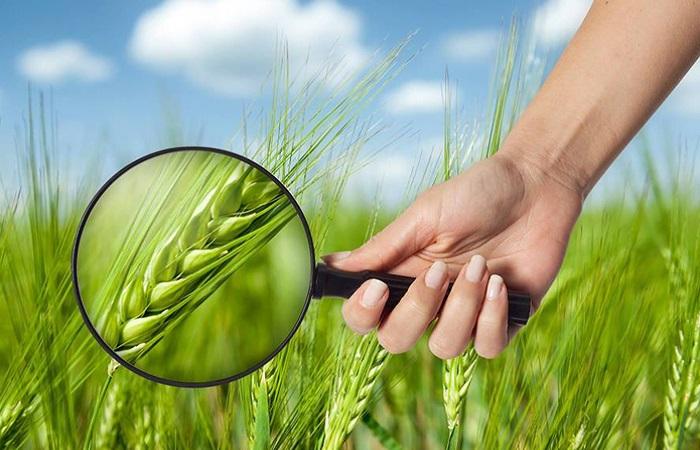 magnifying glass and wheat 