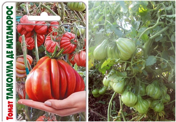 Tomatensamen Tlacolula de Matamoros