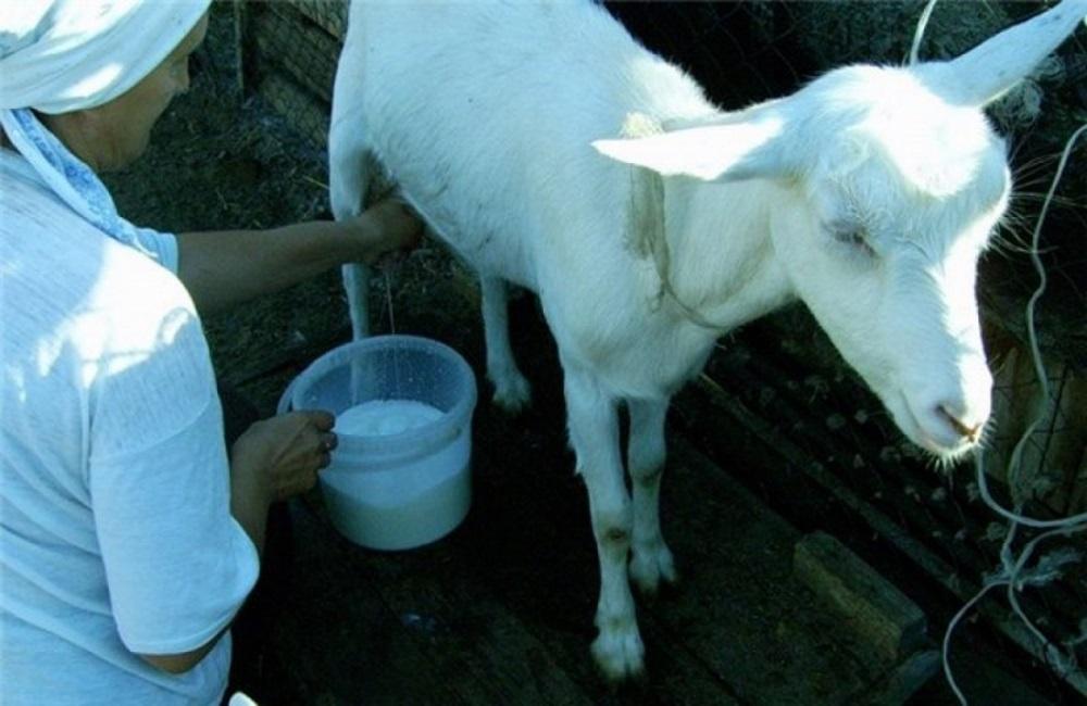 traire une chèvre