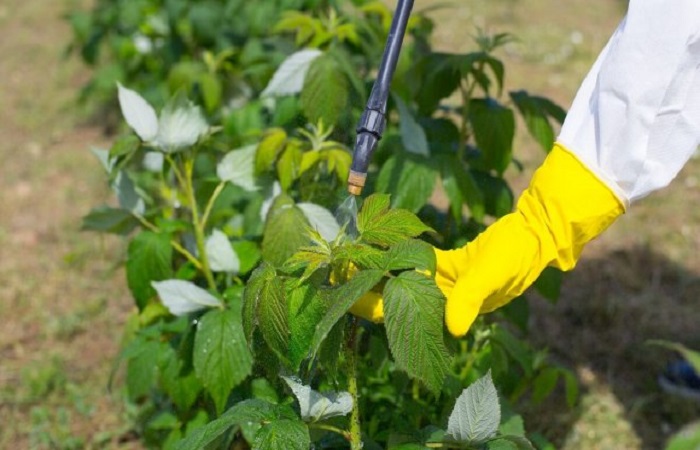 Himbeeren besprühen