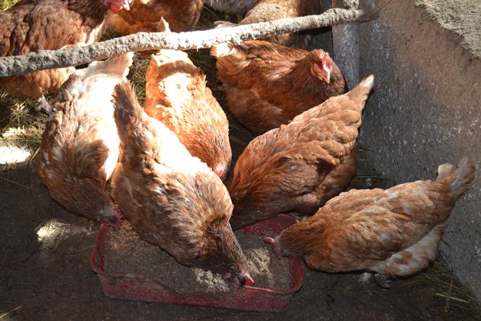 poules à la campagne 