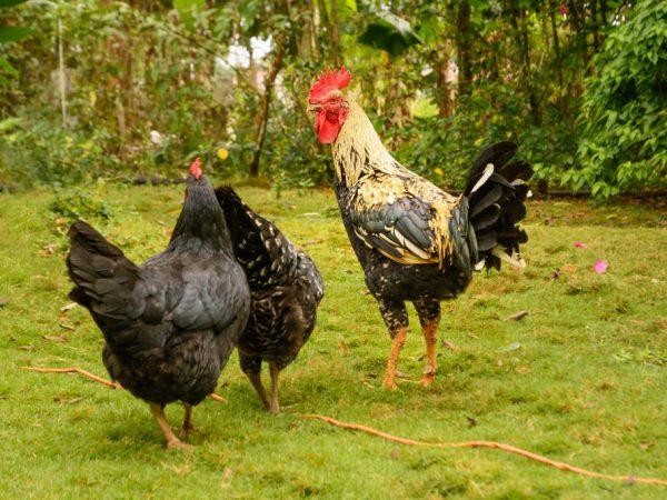 poules dans les prés 