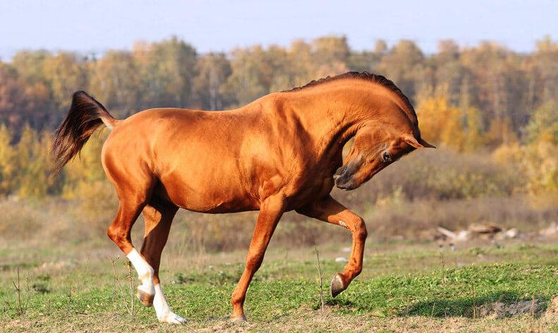 Don raça de cavalos