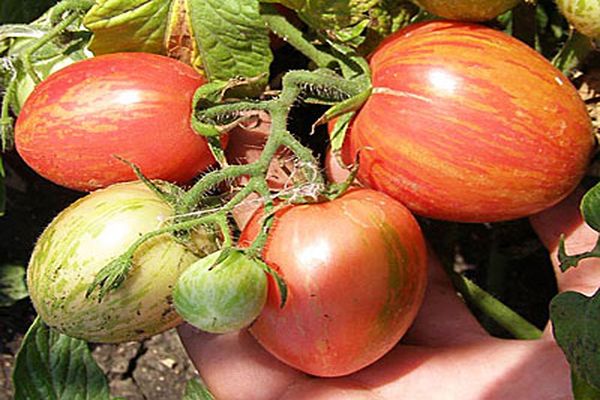 striped tomato