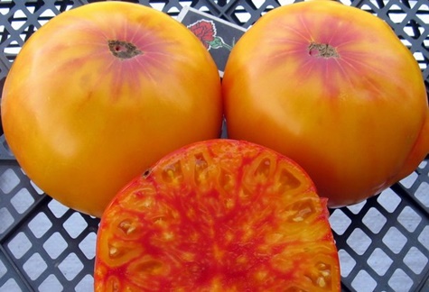 Virginia candy tomato appearance