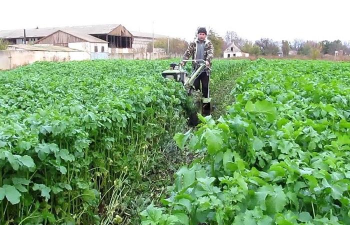 mowing green manure 