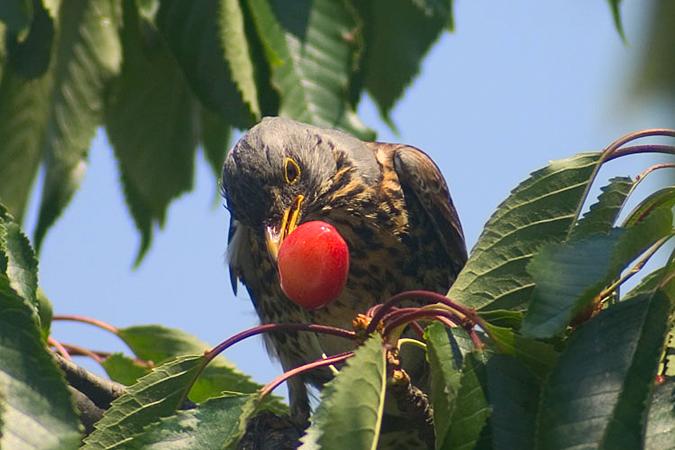 oiseau sur les cerises