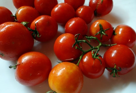 a bunch of tomatoes in the far north 