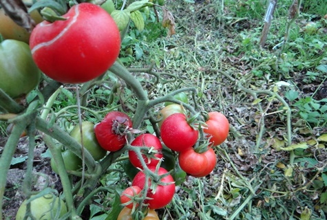 Gribovsky gemahlene Tomate im Garten