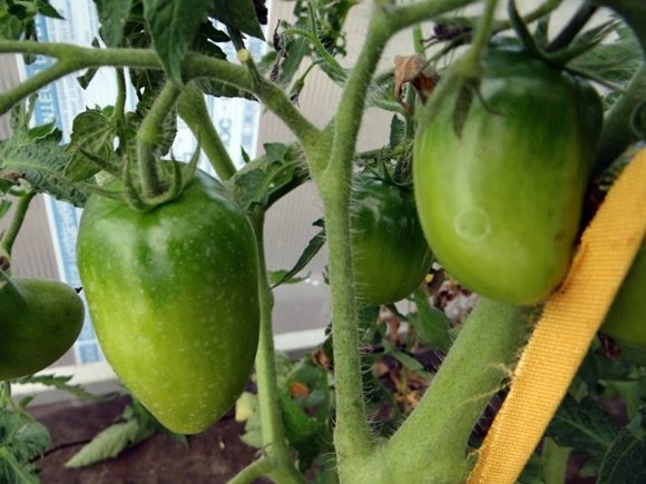 Tomatenbüsche Sibirische Troika