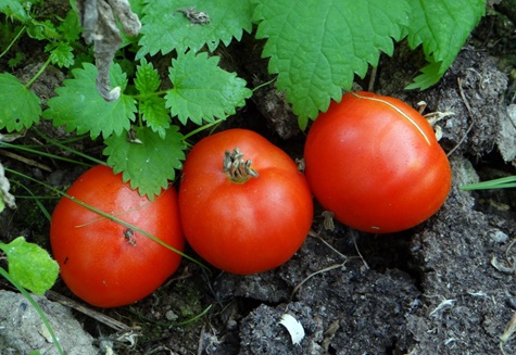 Aussehen von gemahlenen Gribovsky-Tomaten