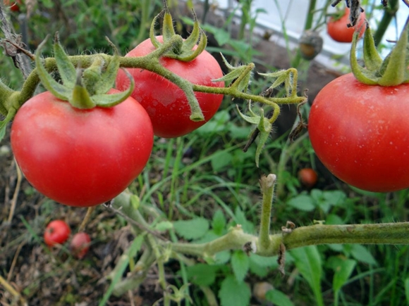 tomate agatha em terreno aberto