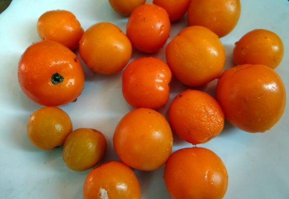 vzhled mandarinkového rajčete