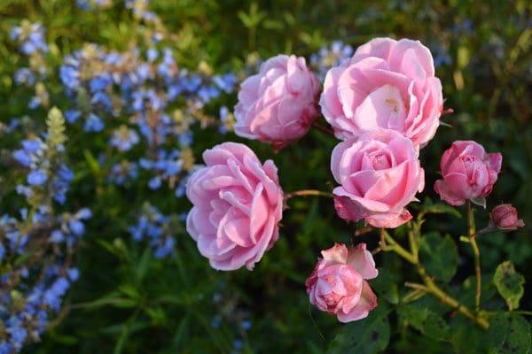 cama de rosas 