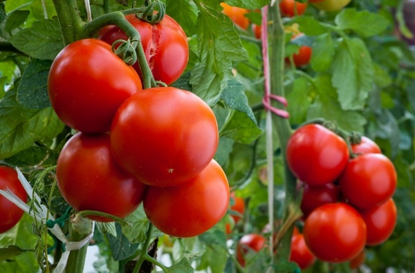 Dobrun-Tomate im Garten