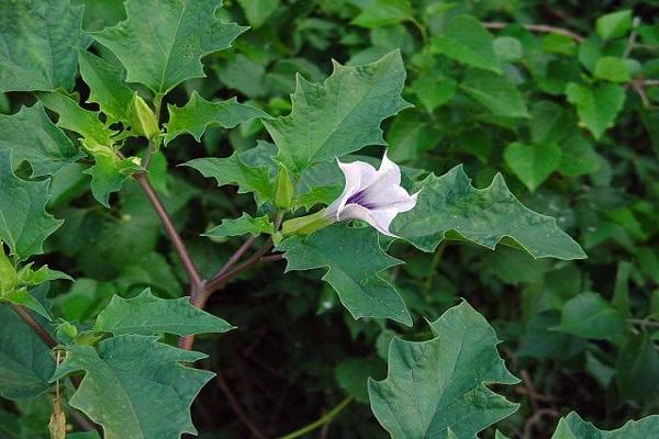 Datura kvetou 