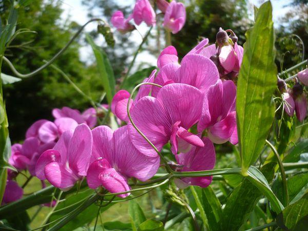 Erbsenblüten