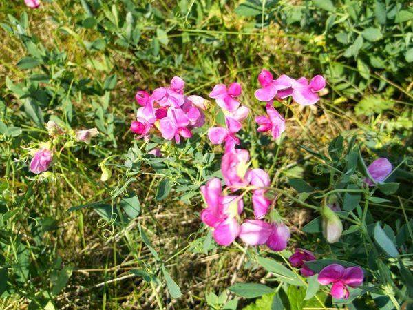 fleurs de jardin