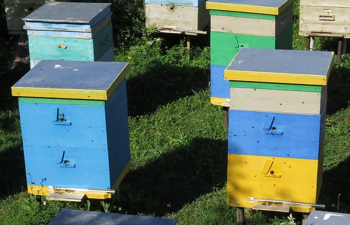 boîtes avec des abeilles 