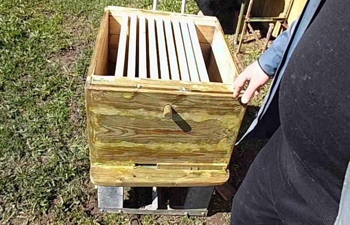 Bienen halten