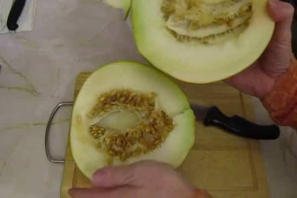 pěstování melounu