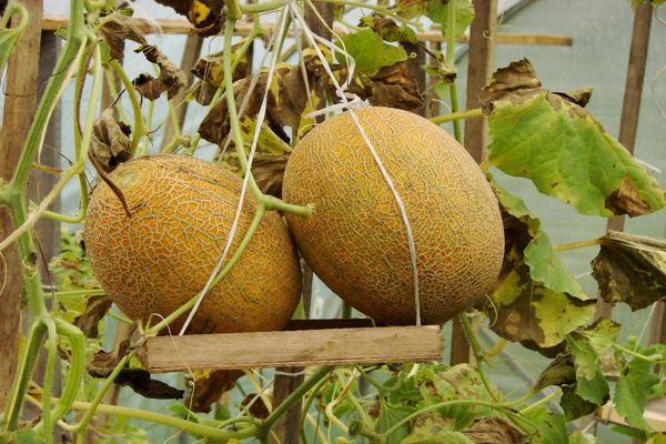 Melone auf einer Schaukel