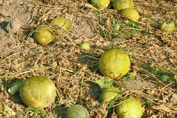 pataba ng melon