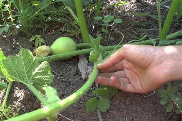 variedad en el sitio