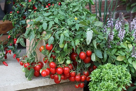 vegetables on the porch 